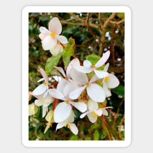 Monterey Floral Study 4 Sticker